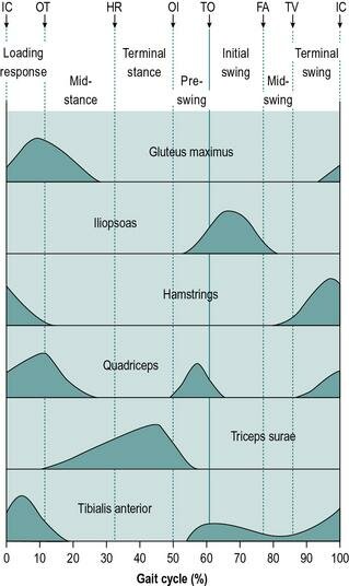 C:\Users\win10user\Desktop\Relative-activity-diagram-of-lower-body-muscles-during-normal-gait-cycle-1.png