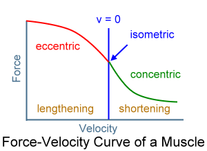 Force-Velocity-Curve – 運動防護專業知識